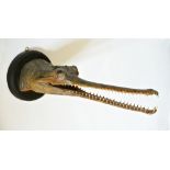 A LATE 19TH CENTURY TAXIDERMY GHARIAL HEAD Mounted on a later ebonized wooden shield. (h 19cm x w