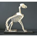 A 20TH CENTURY DOG SKELETON Mounted in a seated position on an ebonized base. (h 50cm x w 50cm x d