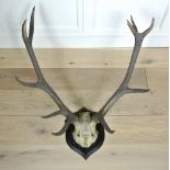 ROWLAND WARD, A PAIR OF EARLY 20TH CENTURY RED DEER ANTLERS Bearing inscription 'Dobrisch,Bohemia