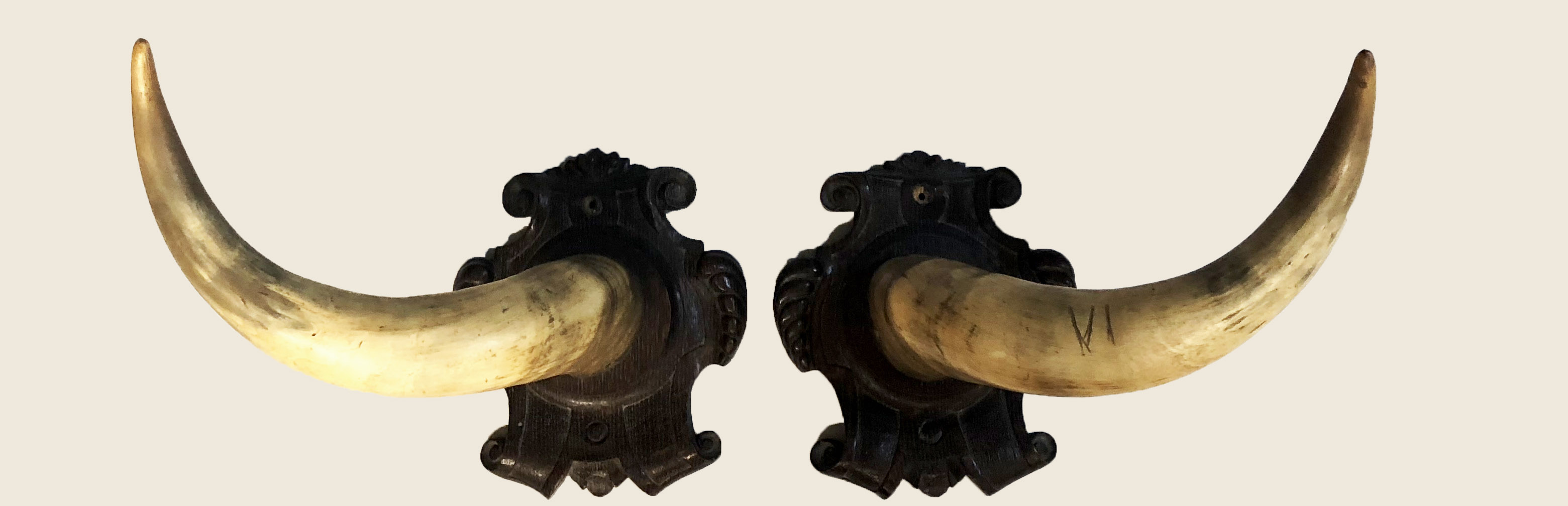 A PAIR OF WALL HANGING COW HORNS Mounted on carved cartouche panels.