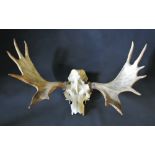 A 20TH CENTURY PAIR OF MOOSE ANTLERS ON PART UPPER SKULL. (w 99cm)