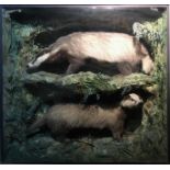 AN EARLY 20TH CENTURY TAXIDERMY PAIR OF BADGERS Mounted in a glazed case with a naturalistic