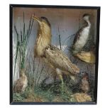 E. NICHOLLS, A LATE 19TH CENTURY CASED TAXIDERMY BITTERN WITH THREE GREBES MOUNTED IN A NATURALIST