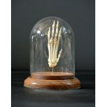 A 20TH CENTURY SKELETAL FOX PAW MOUNTED UNDER A GLASS DOME. (h 16cm x w 12.5cm x d 12.5cm)