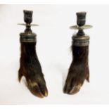 A PAIR OF VICTORIAN TAXIDERMY WILD BOAR CANDLESTICKS With white metal sconces over hoof feet. (h