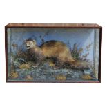 E.F.SPICER, F.Z.S. & SONS, AN EARLY 20TH CENTURY CASED TAXIDERMY POLECAT MOUNTED IN A NATURALIST