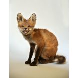 A 20TH CENTURY TAXIDERMY FOX CUB. (h 35cm x w 22cm x d 35cm)