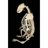 A 21ST CENTURY COMPLETE SUN BEAR SKELETON Mounted in a glazed case, fully wired in a natural pose,