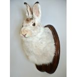 A 21ST CENTURY TAXIDERMY WHITE HARE SHOULDER MOUNT Mounted on an oak shield. (h 33cm x w 17cm x d