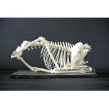 A 20TH CENTURY ROE DEER SKELETON Mounted in a sleeping pose on an ebonized base. (h 27cm x w 62cm