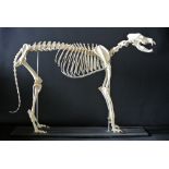 A 20TH CENTURY IRISH WOLFHOUND SKELETON Mounted on an ebonised base. (h 89cm x w 146cm x d 40cm)