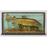 A CASED TAXIDERMY TROUT Displayed in a naturalistic setting. (w 69cm x h 36cm x d 15cm)