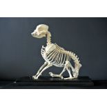 A 20TH CENTURY FRENCH BULLDOG SKELETON MOUNTED IN A GLAZED DISPLAY CASE. (h 50cm x w 58cm x d 32cm)