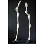 A 20TH CENTURY PAIR OF SKELETAL GIRAFFE FRONT LEGS MOUNTED ON EBONISED BASES. (h 212cm)