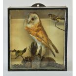 A LATE 19TH CENTURY CASED TAXIDERMY BARN OWL Mounted in a naturalistic setting with other birds