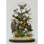 A LATE 19TH CENTURY TAXIDERMY DISPLAY OF TROPICAL BIRDS Mounted under a glass dome with a