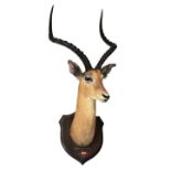 ROWLAND WARD, A LATE 19TH CENTURY TAXIDERMY IMPALA MOUNTED HEAD. (h 106cm x w 50cm x d 45cm)