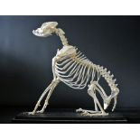 A 20TH CENTURY BOXER DOG SKELETON MOUNTED IN A GLAZED DISPLAY CASE. (h 70cm x w 71cm x d 36cm)
