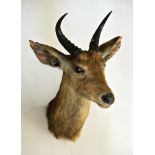 ROWLAND WARD, A LATE 19TH CENTURY TAXIDERMY BOHOR REEDBUCK MOUNTED HEAD With paper trade label to