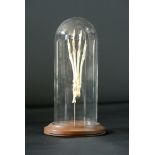 A 20TH CENTURY SKELETAL FOX PAW MOUNTED UNDER A GLASS DOME. (h 25cm x w 12.5cm x d 12.5cm)