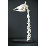 A 20TH CENTURY GIRAFFE SKULL AND NECK VERTEBRAE MOUNTED ON AN EBONISED BASE. (h 128cm x w 61 x d