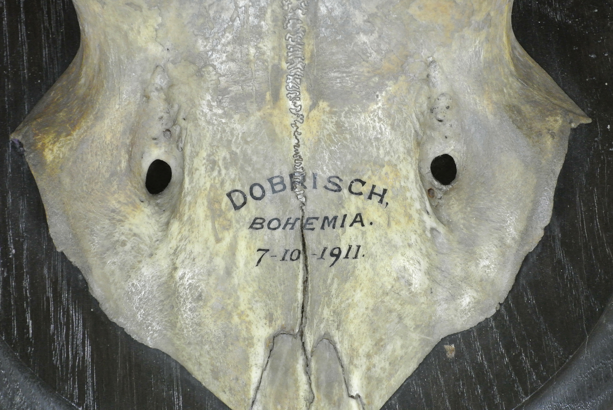 ROWLAND WARD, A PAIR OF EARLY 20TH CENTURY RED DEER ANTLERS Bearing inscription 'Dobrisch,Bohemia - Image 2 of 2