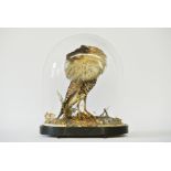 A LATE 19TH CENTURY TAXIDERMY RUFF Mounted under a glass dome in a naturalistic setting. (h 34cm x w