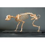 A 20TH CENTURY PUG SKELETON Mounted in a humorous pose (cocked leg), on an ebonized base. (h 30cm
