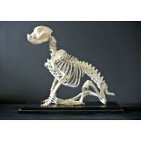 A 20TH CENTURY ENGLISH BULLDOG SKELETON MOUNTED IN A GLAZED DISPLAY CASE. (h 60cm x w 63.5cm x d