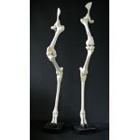 A 20TH CENTURY PAIR OF SKELETAL GIRAFFE REAR LEGS MOUNTED ON EBONISED BASES. (h 191cm)