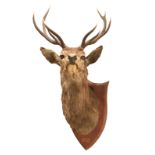 PETER SPICER & SONS, AN EARLY 20TH CENTURY NINE POINT TAXIDERMY STAG SHOULDER MOUNT Mounted on an