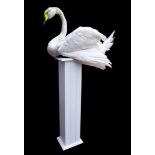 A LATE 20TH CENTURY TAXIDERMY WHOOPER SWAN MOUNTED UPON A PEDESTAL.