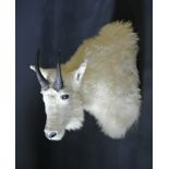 A 20TH CENTURY TAXIDERMY MOUNTAIN GOAT SHOULDER MOUNT. (h 52cm x w 32cm x d 45cm)