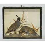 A LATE 19TH CENTURY PAIR OF TAXIDERMY CALIFORNIA QUAIL MOUNTED IN A GLAZED DISPLAY CASE WITH A