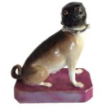 MEISSEN, A PORCELAIN FIGURAL MODEL OF A PUG DOG Seated pose with clipped ears and raised on a purple