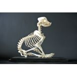 A 20TH CENTURY ENGLISH BULLDOG SKELETON MOUNTED IN A GLAZED DISPLAY CASE. (h 60cm x w 66cm x d