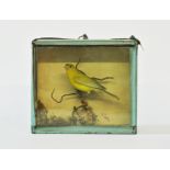 A LATE 19TH CENTURY TAXIDERMY CANARY Mounted in a glazed case with a naturalistic setting. (h 19cm x