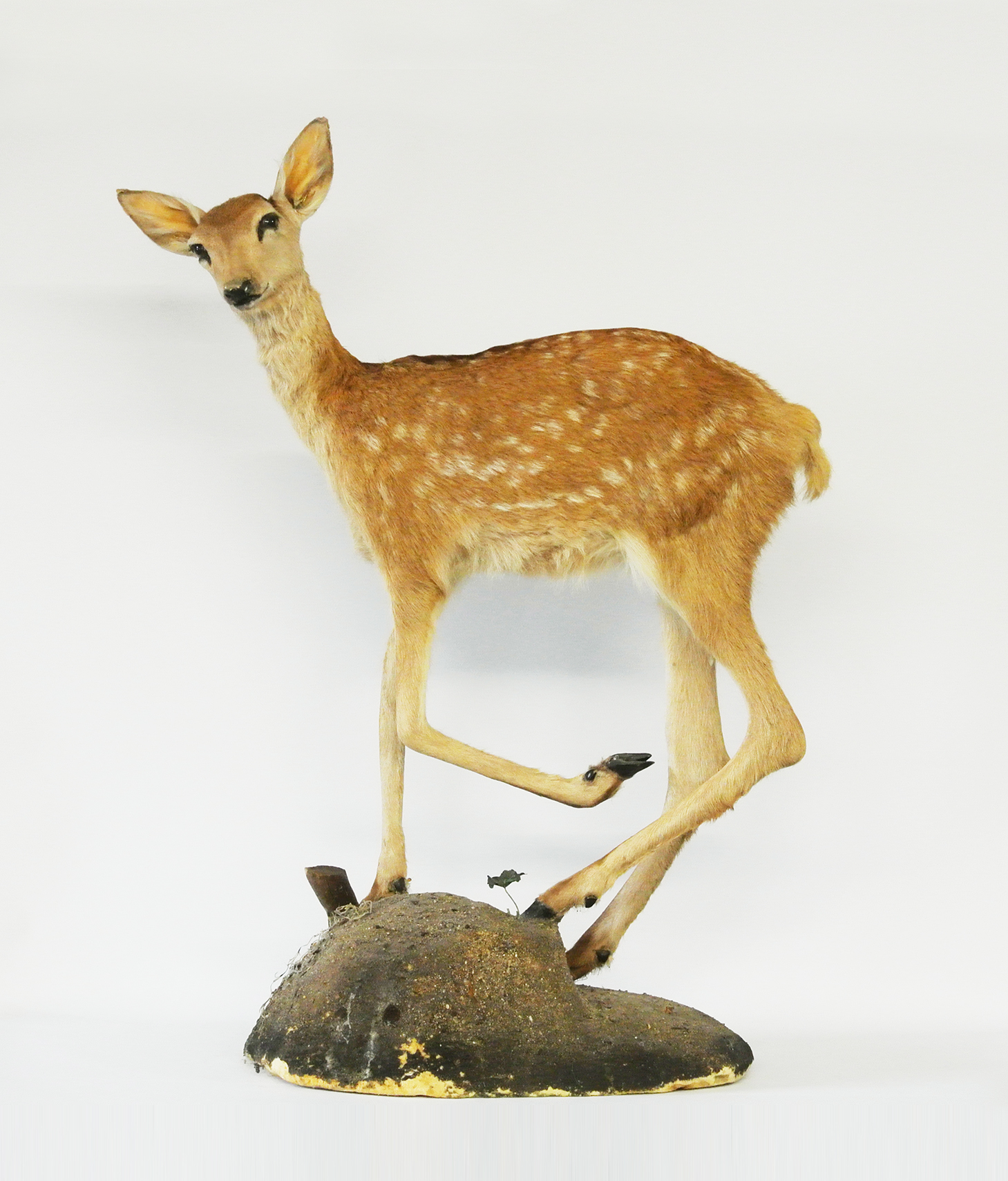 A 20TH CENTURY TAXIDERMY FALLOW DEER FAWN Set with glass eyes, raised on a naturalistic base.