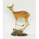 A 20TH CENTURY TAXIDERMY FALLOW DEER FAWN Set with glass eyes, raised on a naturalistic base.