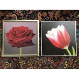 TWO BOTANICAL ART ON CANVAS STUDIES A ROSE AND A TULIP