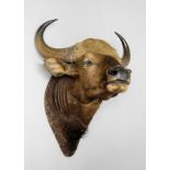 AN EARLY 20TH CENTURY TAXIDERMY INDIAN GAUR BISON MOUNTED HEAD. (h 125cm x w 85cm x d 75cm)