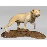 A 20TH CENTURY TAXIDERMY FULL MOUNT LION MOUNTED ON A NATURALISTIC BASE Lion is detachable from