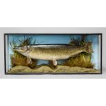 A LATE 19TH/EARLY 20TH CENTURY TAXIDERMY PIKE MOUNTED IN A GLAZED CASE WITH A NATURALISTIC