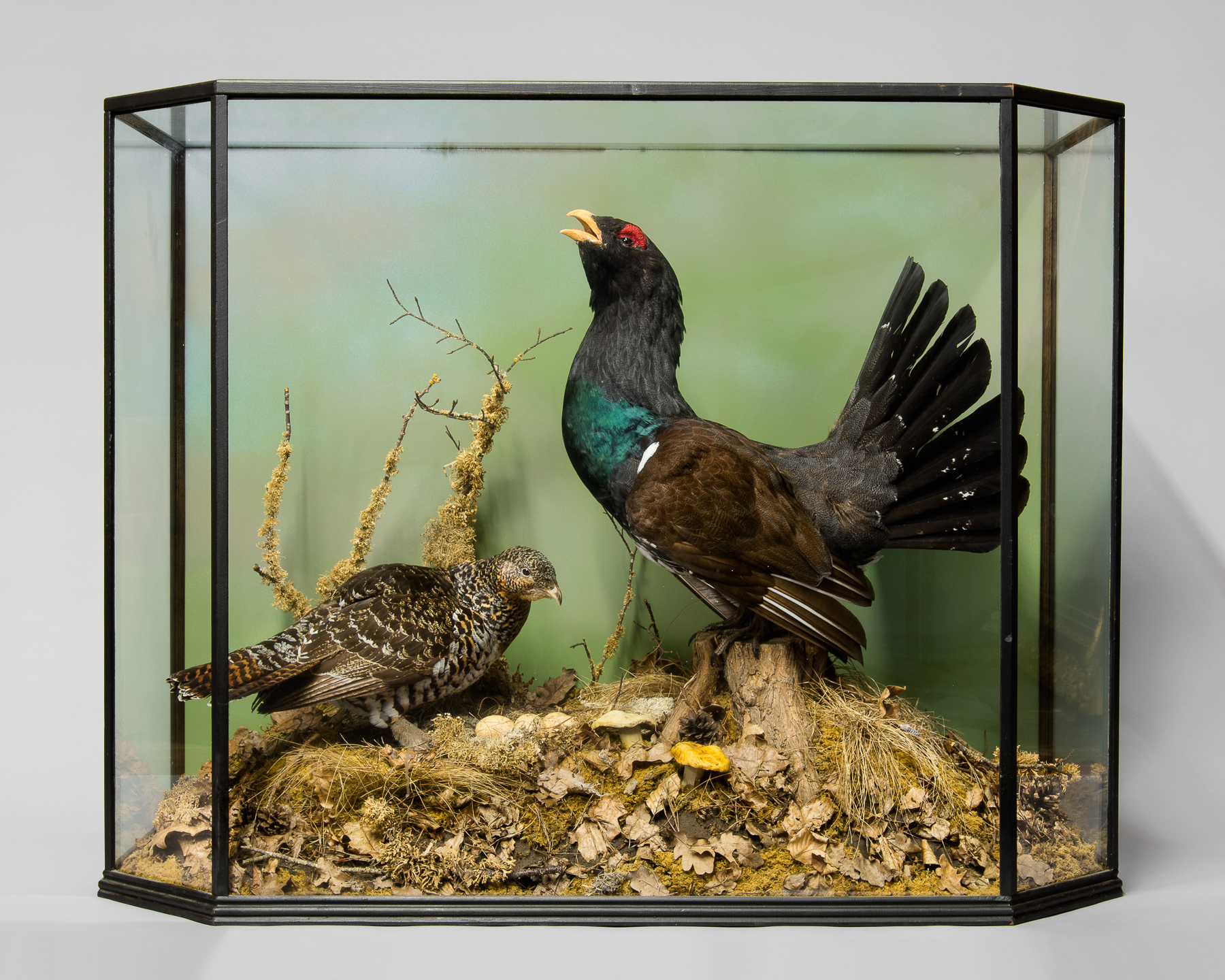 G.J. KNIGHT, A LARGE AND IMPRESSIVE LATE 20TH CENTURY TAXIDERMY STUDY OF A PAIR OF CAPERCAILLIE