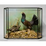 G.J. KNIGHT, A LARGE AND IMPRESSIVE LATE 20TH CENTURY TAXIDERMY STUDY OF A PAIR OF CAPERCAILLIE