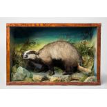 JAMES GARDNER, A LATE 19TH CENTURY TAXIDERMY BADGER MOUNTED IN A GLAZED CASE WITH A NATURALISTIC