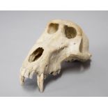 A 19TH CENTURY BABOON UPPER SKULL. (h 11cm x w 23cm x d 13.5cm)