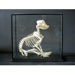 A 20TH CENTURY ENGLISH BULLDOG SKELETON MOUNTED IN A GLAZED DISPLAY CASE. (h 60cm x w 63.5cm x d