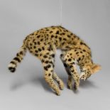 A LATE 19TH CENTURY TAXIDERMY FULL MOUNT SERVAL IN PREY POUNCING POSE With metal export tag No.