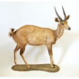 AN EARLY 20TH CENTURY TAXIDERMY FULL MOUNT BUSHBUCK MOUNTED ON A NATURALISTIC BASE. (h 116cm x w